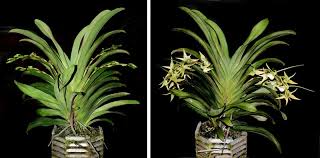 Image result for Angraecum angustipetalum