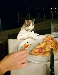 Some tuna now and then probably won't hurt. Eating Pizza In A Fancy Restaurant When All Of A Sudden Post Healthy Cat Treats Fancy Restaurant Cats