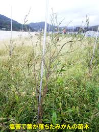 お知らせ 藏光農園 減農薬みかん 南高梅 ハッサクや甘夏の生産 通販