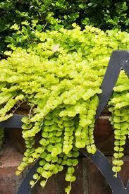 Creeping Jenny Lysimachia Aura Trailing Plant Shade Perennials Backyard Garden Shade Garden Plants Shade Plants Shade Perennials
