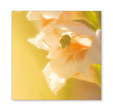 Bumblebee Social Insects Bumble Bee Prints