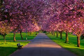 Make a day of your visit by checking out the park's playgrounds and packing a picnic. 9 Brilliant Places To See Cherry Blossom In The Uk