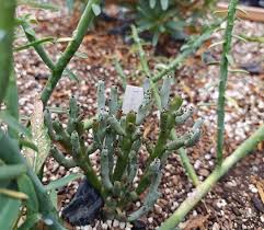 Image result for Euphorbia guerichiana