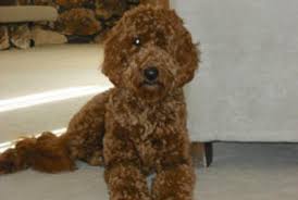 Also referred to as f1 mini goldendoodles. Doods Coat Colours Apricot Red