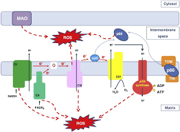 Atp synthase is located in the membrane of cellular structures called mitochondria; The H Atp Synthase A Gate To Ros Mediated Cell Death Or Cell Survival Sciencedirect