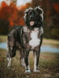 Caucasian shepherd puppies for sale puppies date rozhdeniya.2 0 january 2012 father sormovskaya zarya vazhny velmozha russian champion, rkf mother sormovskaya zarya ambroziya sas inbreeding on shamkhal sanjar. Caucasian Shepherd Dog Temperament Bold Ferocious Beware