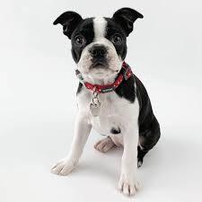 Conveying an impression of determination, strength and activity, he is the breed is an american creation, resulting from a cross between an english bulldog and a white english terrier. Boston Terrier Puppies Home Facebook