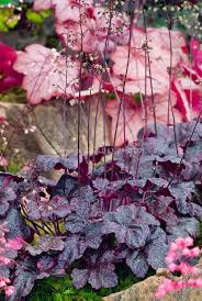 Image result for Heuchera `Midnight Rose`