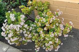 Crassula ovata (jade plant) is a popular succulent shrub or small tree with shiny green leaves often. Jade Plant Care Tips How To Grow Take Care Of A Jade Succulent