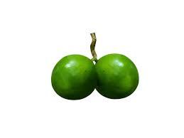 Image result for Vangueria