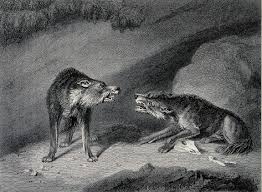 1,761 likes · 51 talking about this. What Alpha Wolves Are Really Like The Art Of Manliness