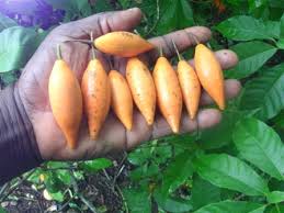 Image result for Tabernanthe elliptica