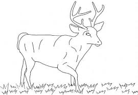 Collection by just coloring book. Free Printable Deer Coloring Pages For Kids