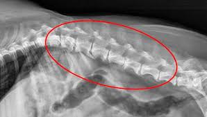 Breeders of rottweilers, irish wolfhounds, great danes, saint bernards, doberman pinschers, labrador retrievers, golden retrievers, greyhounds, samoyeds, akitas and siberian huskies should. Arthritis Diagnosis And Treatment In Dogs And Cats