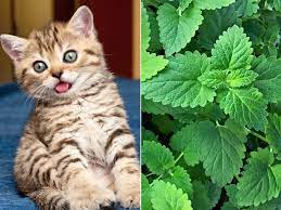 What Is Catnip And Does It Work On People Catnip Catnip Plant Cats Smelling