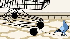 My Neighbor Took A City Pigeon As A Pet Is That Legal The New York Times