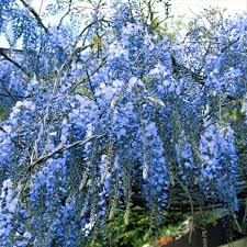 People come back to us to place additional low maintenance, adaptable, and fast growing, the blue chinese wisteria tree is one tough plant. Blue Chinese Wisteria Tree Wisteria Tree Chinese Wisteria Live Plants
