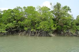 How Mangrove Forest Is A Sustainable Solution To Beat Climate Change