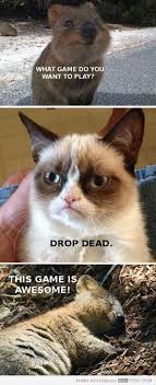 Hehehheh Funny Animals Grumpy Cat Quotes Happy Animals