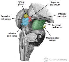 Brainstem development is similar to spinal cord development and unfolds like a book. The Brainstem Teachmeanatomy