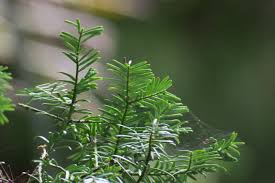 Image result for Podocarpaceae