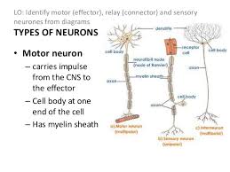 Thalamic relay neuron is a neuron in vertebrates. Relay Neurone Drone Fest