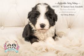 Charlotte, nc (cha) chattanooga, tn. F1b Bernedoodle Litters Highfalutin Furry Babies