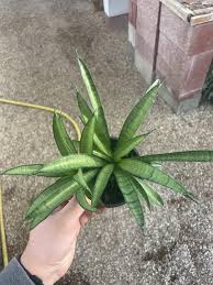 Image result for Sansevieria dooneri