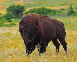 Bison At Standing Rock We Call These The Bison Elvis Bulls Because Of The Wild Mane And Shaggy Front Legs Bison Buffalo Taken At The W Wildlife Photography Bison Photography Bull