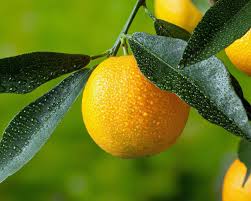 Clementine is an easy to use and install program, the clementine clementine is a very good application of the category programs to listen to music, a software that. Clementinenbaum Pflanzen Und Pflegen Mein Schoner Garten