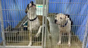 While both rescues and shelters use a foster network, rescues are much more dependent upon foster volunteers to give dogs and cats a safe and stable environment. Orange County Shelter Nears Limit After 51 Dogs Confiscated