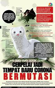 Awas Hewan Ini Bisa Menularkan Corona Ke Manusia Hewan Corona Mamalia