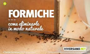 Fermatele tutte con dei rimedi fai da te naturali ed efficaci! Come Eliminare Le Formiche Da Casa Trucchi E Rimedi Naturali Efficaci