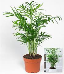 Chamaedorea Palme 1 Pflanze Pflanzen Zimmerpflanzen Bergpalme
