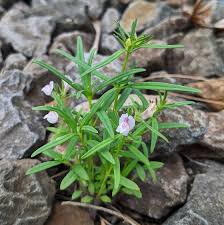 Image result for Plantaginaceae