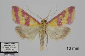 Image result for Pyrausta sanguinalis