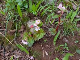 Image result for Begonia brevibracteata