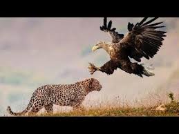 Birds With Human Arms Youtube Leopard Vs Eagle Vs Lion Vs Hyena Youtube In 2020 Hyena Bald Eagle Eagle