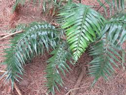 Image result for Asplenium africanum