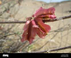Image result for Phaeoptilum spinosum