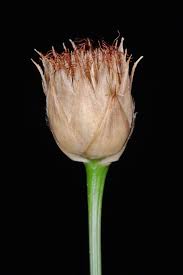 Image result for Rhynchospora brevirostris