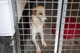 Check spelling or type a new query. They Look Cute But Should We Rescue Romania S Street Dogs Animal Welfare The Guardian