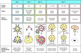 different types of hypersensitivities term paper sample