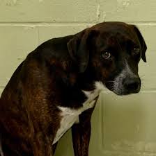 Description:welcome to the pet medical center of san antonio. Pet Medical Center Of Katy Home Facebook