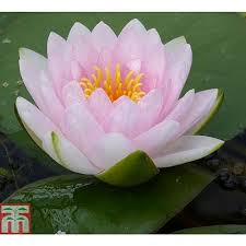 Image result for Nymphaea divaricata