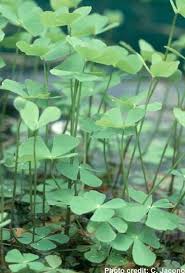Image result for Marsilea minuta