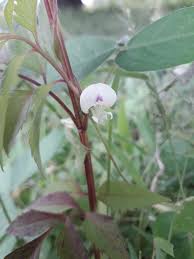 Image result for Macrotyloma