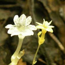 Image result for Gymnosiphon longistylus