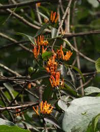 Image result for Englerina