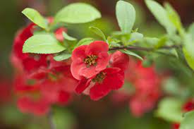 Flowering red currant bush in the spring garden close up. Best Shrubs With Red Or Orange Flowers
